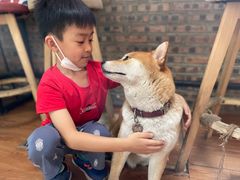 -柴犬高等学院·狗咖·柴犬售卖·宠物训练