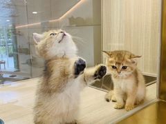 -飞行喵MR PILOT|猫舍·猫咖(静安大融城店)