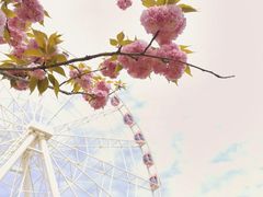 -顾村公园