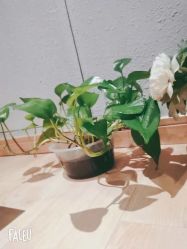 -香秀空间科技抗衰·美容中心