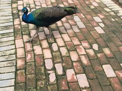 鸟语世界-泉州海丝野生动物世界