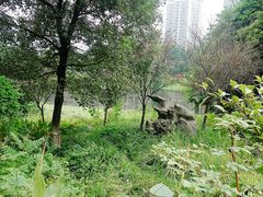 -重庆彩云湖湿地公园