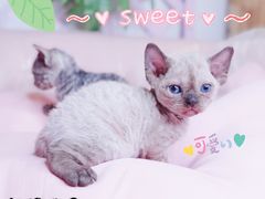 -十年猫舍·猫咪专门店(普陀店)