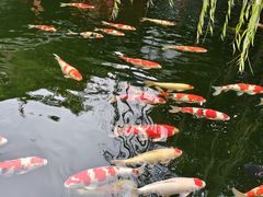 -香麒园·过桥米线·南湖雅宴