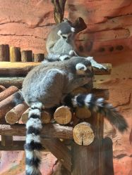 -Zoolung Zoolung动物主题公园(海信广场店)