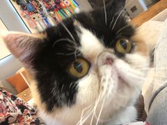 -啵啵喵·猫咖(攀华国际店)