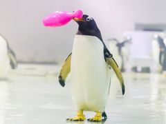 -大连圣亚海洋世界