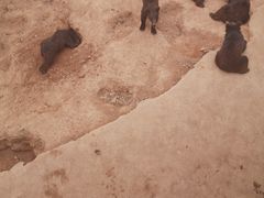 -泉州海丝野生动物世界