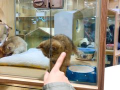 -屋虎猫馆(宝安大仟里店)