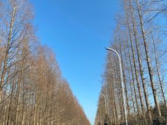 -盐城丹顶鹤湿地生态旅游区