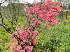 -南汇桃花村