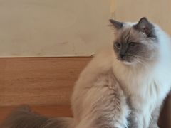 -滚猫咖啡·猫咖·猫友好撸猫(未来城店)