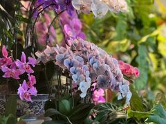 -自由生长植物工作室(深港花卉中心店)