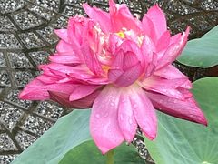 -莲花池公园