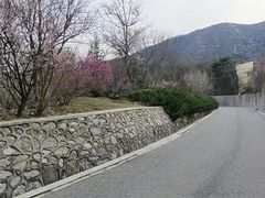 -北京鹫峰国家森林公园