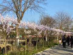 -武汉紫薇都市田园