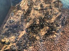 -上海大自然野生昆虫馆(东方明珠·爬宠昆虫探索中心)