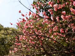 -杭州植物园