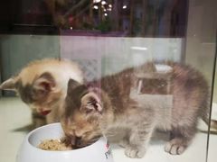 -70cat德文卷毛猫·缅因猫纯种猫舍