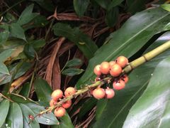 -广西壮族自治区药用植物园