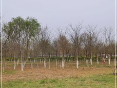-西青郊野公园