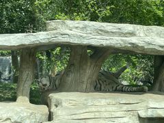 -北京野生动物园