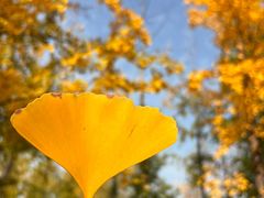 -汉长安城未央宫国家考古遗址公园