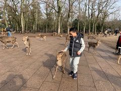 -奈良公园