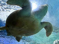 -上海海洋水族馆