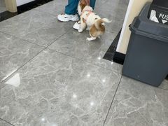 -艾贝尔宠物医院·宠保定点·超声绝育·免疫点(樱花路店)