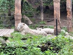 -贵州森林野生动物园