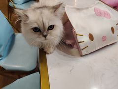 -Sweet cat·星愿猫咖(国贸大厦店)