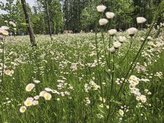 -黄海国家森林公园