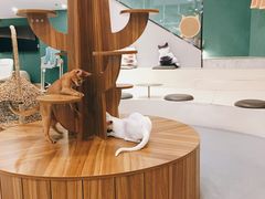 -飞行喵MR PILOT|猫舍·猫咖(静安大融城店)
