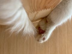 -飞行喵MR PILOT|猫舍·猫咖(静安大融城店)