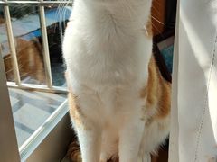 -御宝贝·A梦猫科宠物医院(国际猫友好医院)