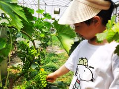 -庞各庄翠芳园西瓜蔬菜基地采摘园