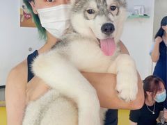 -Husky Go! 哈士奇体验馆·宠物咖啡厅狗咖
