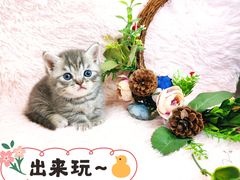 -十年猫舍·猫咪专门店(普陀店)