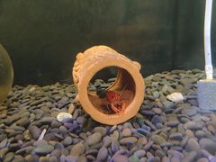 -上海大自然野生昆虫馆(东方明珠·爬宠昆虫探索中心)