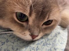 -瑞派动物医院·绝育·犬猫全科·预防医学(光景江南中店)