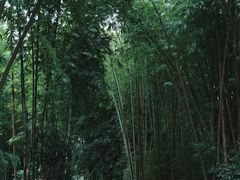 -云南勐巴娜西珍奇园