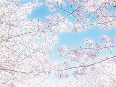 -高东镇樱花园