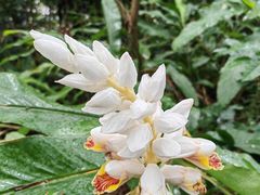 -银湖山郊野公园-相思林