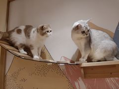 -滚猫咖啡·猫咖·猫友好撸猫(未来城店)