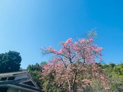 -珠海圆明新园