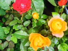 -花草间花行(法华镇路店)