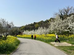 -苏州上方山国家森林公园