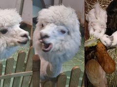 -藦茜花园宠物主题亲子互动体验馆(国顺东路店)