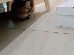 -老吴的猫·猫舍(新区店)